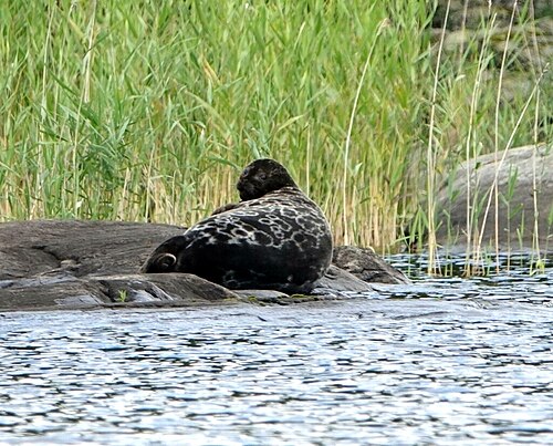 Saimaa ringed seal